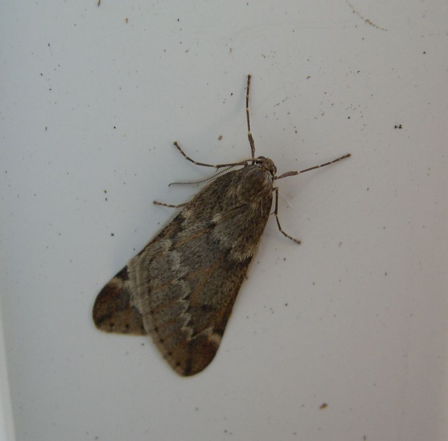 March Moth 